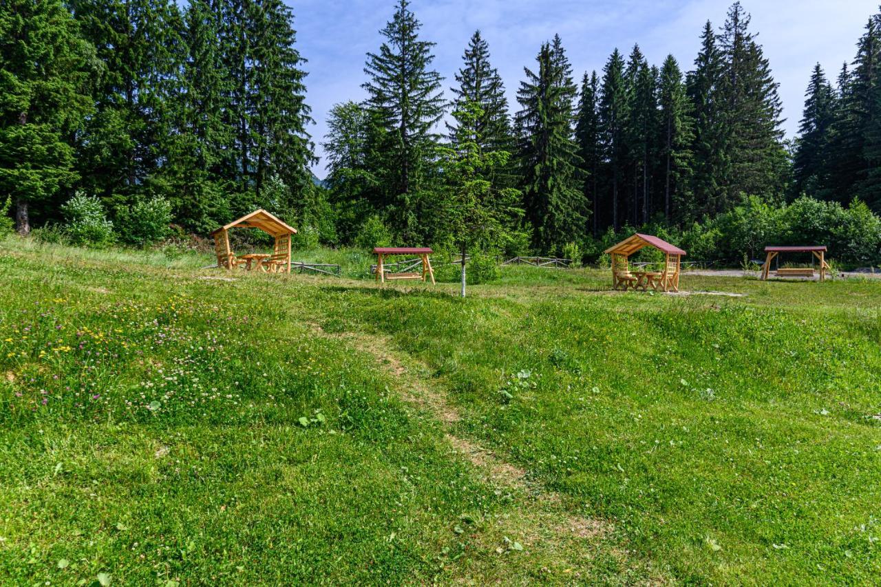 Forest Corner In Silver Mountain Of بويانا براسوف المظهر الخارجي الصورة